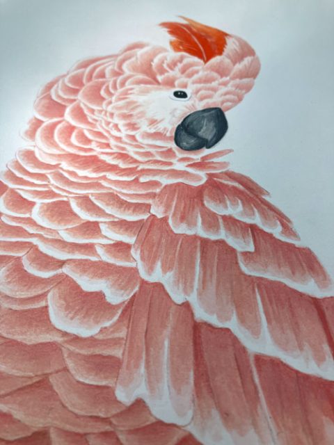 Molukkenkakadu mit Aquarell gezeichnet und Buntstiften, seitlich zu sehen.