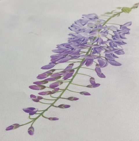 Blauregen gezeichnet mit Buntstiften in violett und purpur.