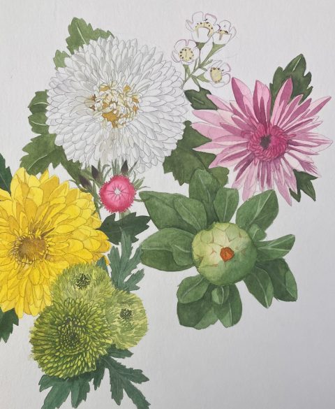 Chrysanthemen
