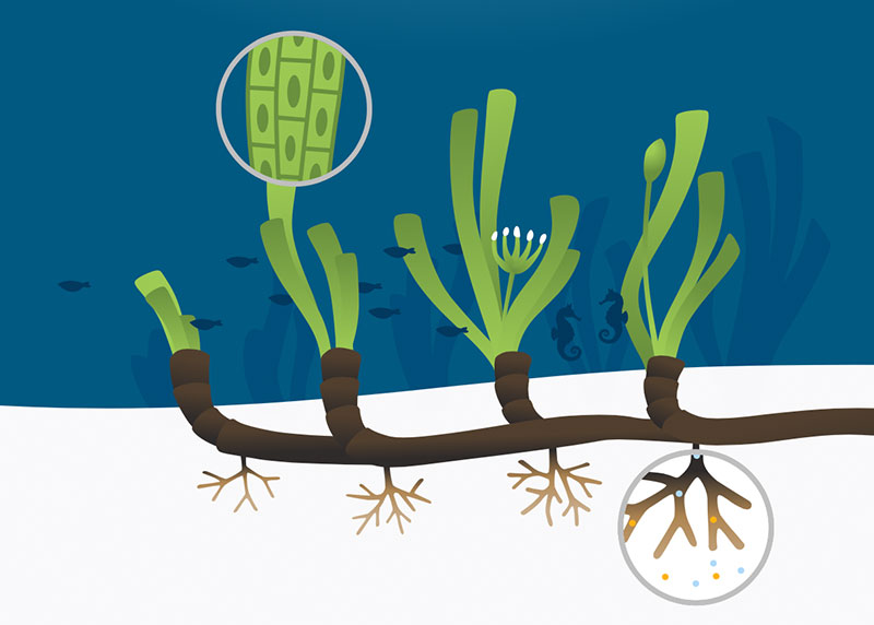 Illustration Seegras
