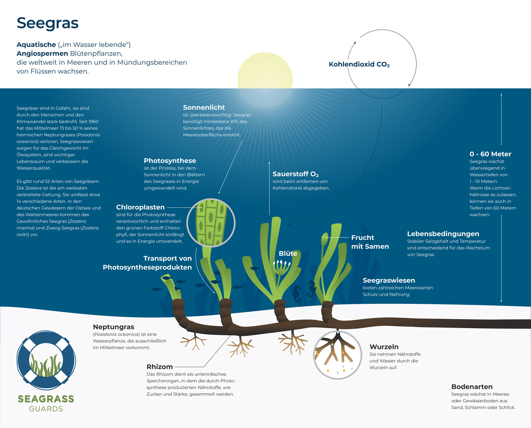 Infografik über Seegras