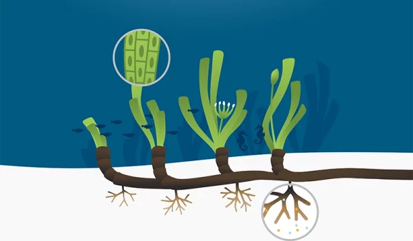 Illustration Seegras