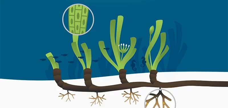 Projektvorschau Infografiken: Karte um die Stadt Bremen mit Fahrradrouten, verlinkt zur Infografikseite 