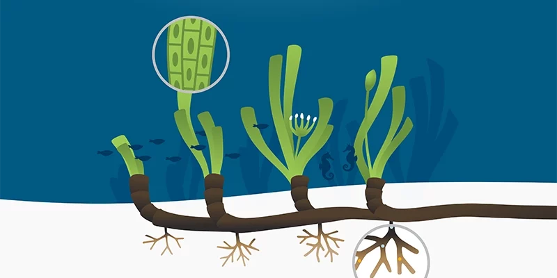 Projektvorschau: Illustration von Seegras, verlinkt zur Detailseite.