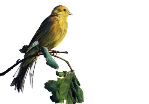 Illustration eines Vogels sitzend auf einem Ast