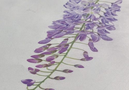 Blauregen gezeichnet mit Buntstiften in violett und purpur.