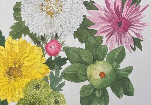 Chrysanthemen