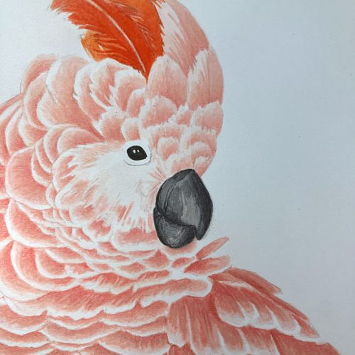 Molukkenkakadu oder auch Lachskakadu gezeichnet mit viel rosa Anteil, mehr als in der Natur üblich.
