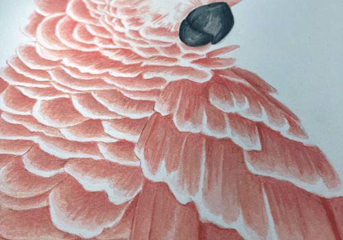 Molukkenkakadu mit Aquarell gezeichnet und Buntstiften, seitlich zu sehen.