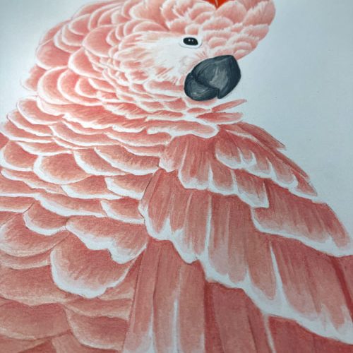 Molukkenkakadu mit Aquarell gezeichnet und Buntstiften, seitlich zu sehen.