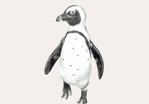 Illustration eines Brillenpinguins
