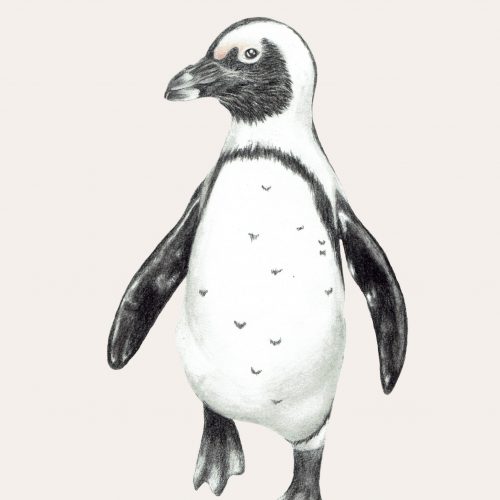 Gehender Brillenpinguin, gezeichnet mit Buntstiften.
