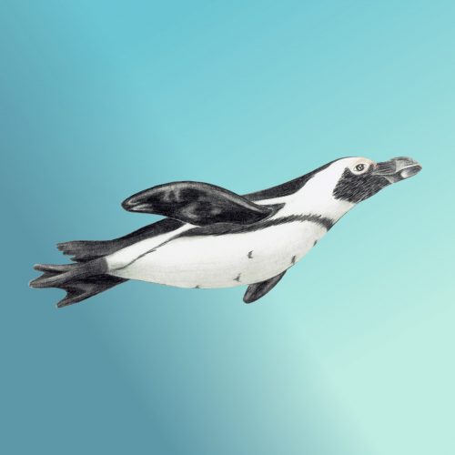 Schwimmender Brillenpinguin.