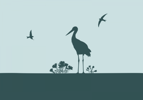 Illustration Storch