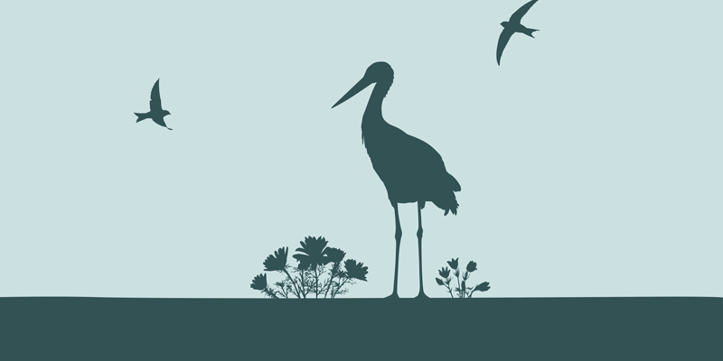 Vektorzeichnung von einem Storch, Schwalbe und Mauersegler.